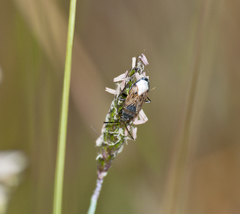 Peritrechus geniculatus