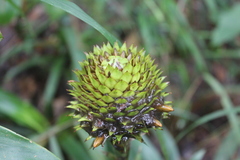 Guzmania triangularis