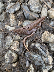 Eurycea chamberlaini