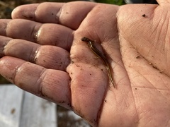 Eurycea chamberlaini