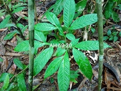 Amorphophallus hewittii