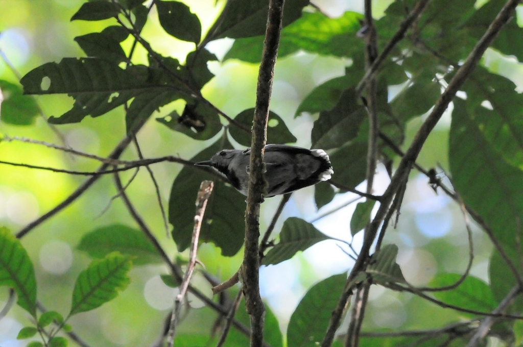 Band-Tailed Antwren