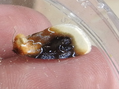 Chrysoecia scira