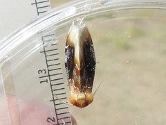 Chrysoecia scira