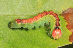 Acronicta radcliffei