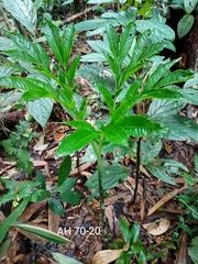 Amorphophallus hewittii