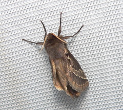 Eudalaca