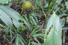 Guzmania triangularis