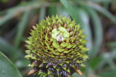 Guzmania triangularis