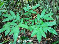 Amorphophallus hewittii
