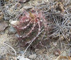 Thelocactus bicolor bicolor