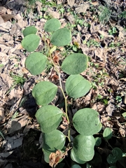 Smilax davidiana