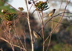 Schistochlamys melanopis