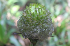 Guzmania triangularis