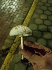 Fungi