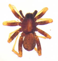 Pardosa saltans