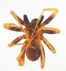 Pardosa saltans