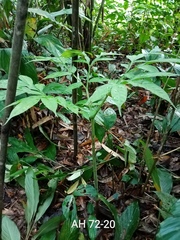 Amorphophallus hewittii