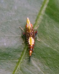 Scaphytopius