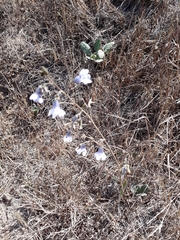 Conanthera