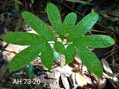 Amorphophallus hewittii