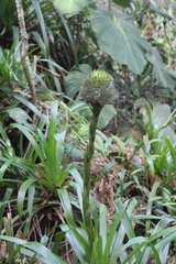 Guzmania triangularis