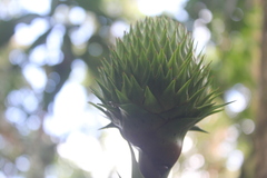 Guzmania triangularis