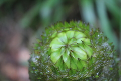 Guzmania triangularis