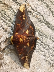 Citheronioides collaris