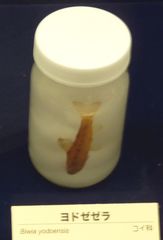 Yodo Gudgeon photo 1