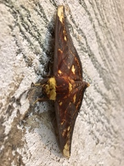 Citheronioides collaris