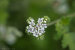 Phacelia rupestris