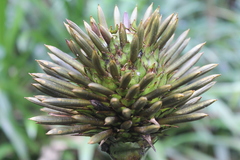 Guzmania triangularis