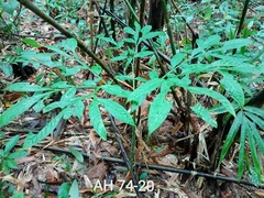 Amorphophallus hewittii