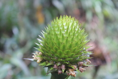 Guzmania triangularis