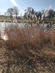 Miscanthus sacchariflorus