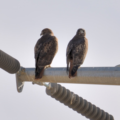 Buteo jamaicensis calurus