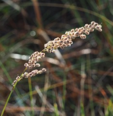 Anthenantia rufa