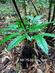 Amorphophallus hewittii