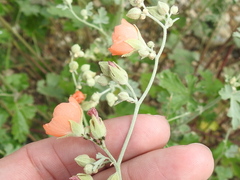 Sphaeralcea laxa