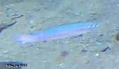 Spratelloides robustus