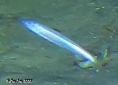 Spratelloides robustus