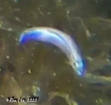 Spratelloides robustus