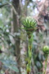 Guzmania triangularis
