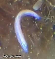 Spratelloides robustus