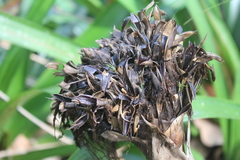 Guzmania triangularis