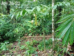 Amorphophallus hewittii