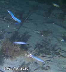 Spratelloides robustus