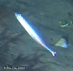 Spratelloides robustus