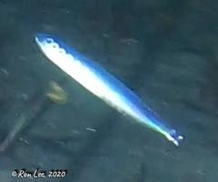 Spratelloides robustus